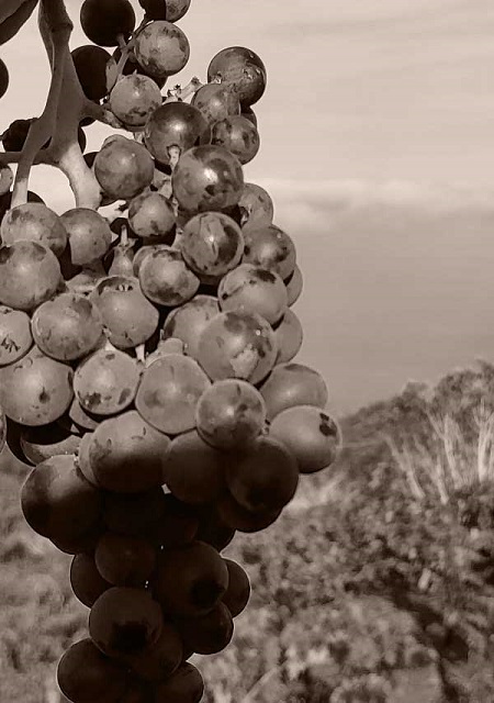 uvas tintas